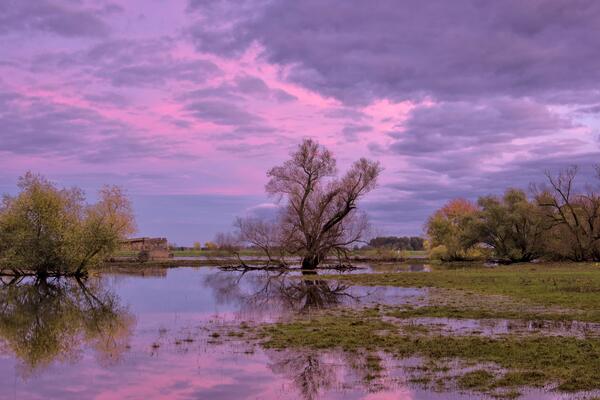 Bild vergrößern: Ein pinkfarbener Sonnenuntergang hinter eine berfluteten Wiese mit Bumen darauf.