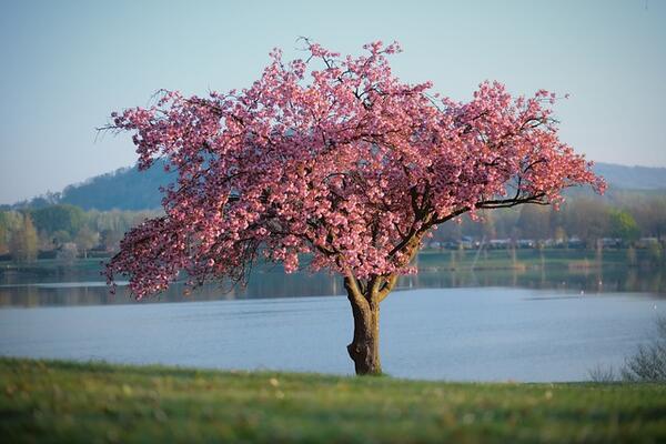 Ein rosablühender Baum der vor einem See auf einer grünen Wiese steht.