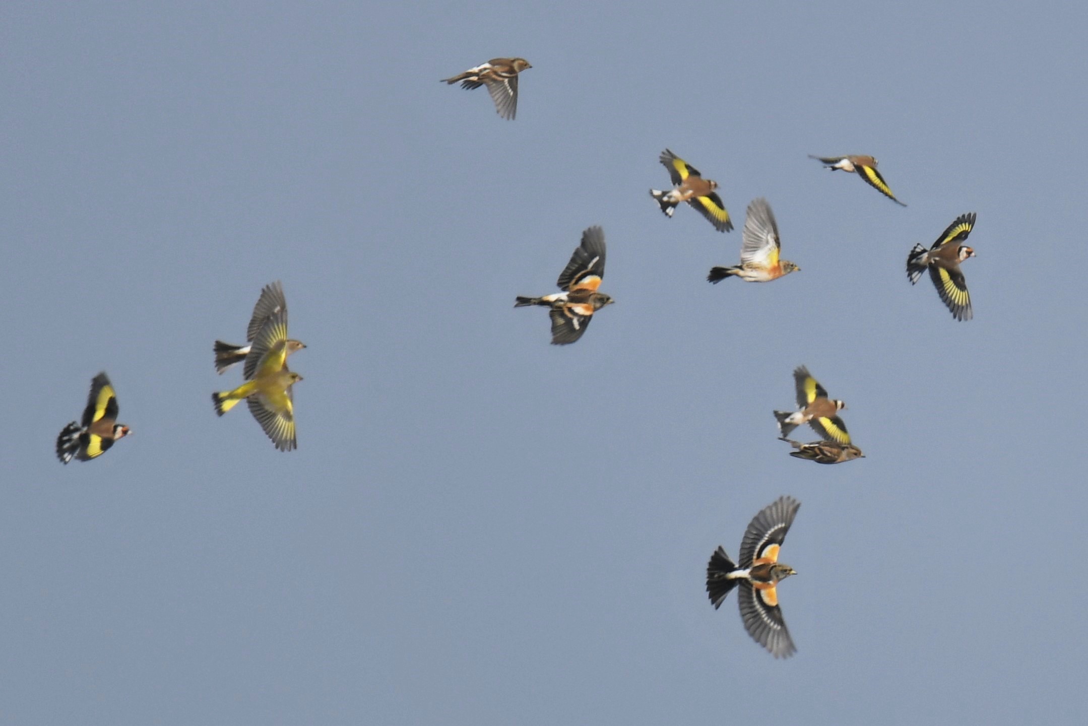 Bild vergrößern: Finken in verschiedenen Farben fliegen am Himmel