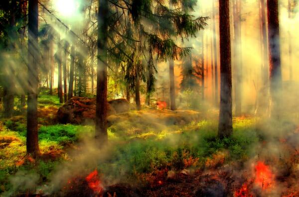 Bild vergrößern: Waldbrand