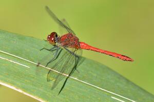 Eine rote Libelle mit schwarzen Beinen sitzt auf einem Blatt.