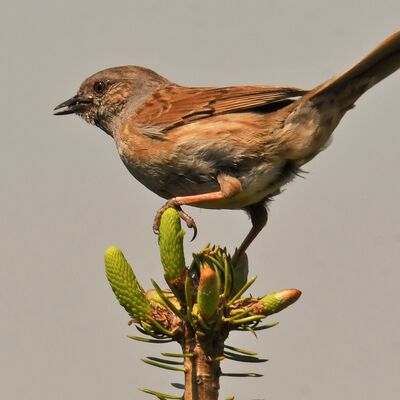 Bild vergrößern: ein brauner Vogel sitzt auf einer Tannenbaumspitze