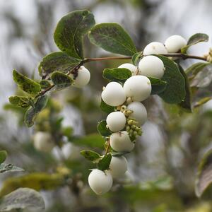 weiße kleine Beeren an einem Zweig.