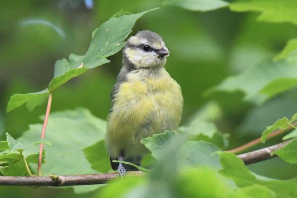 Bild vergr&ouml;&szlig;ern: Ein kleiner grauer Vogel mit gelber Brust.