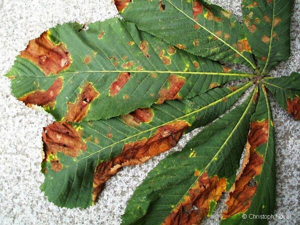 Ein Kastanienblatt mit vielen braunen Flecken.
