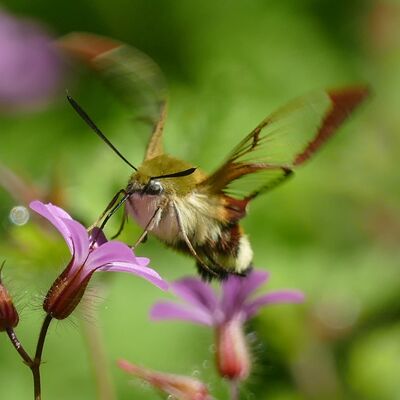 Bild vergrößern: Der Schmetterling Hummelschwärmer sitzt an einer lila Blüte.