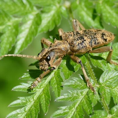 Bild vergrößern: Ein braun-schwarz gemusterter Käfer sitzt auf einem Zweig.