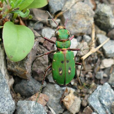 Bild vergrößern: Ein grüner Käfer sitzt auf grauen Steinen.