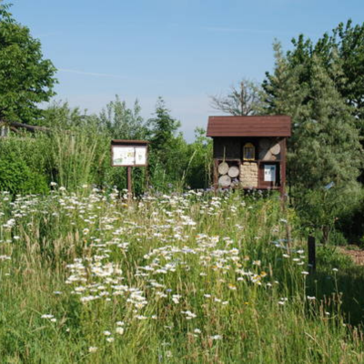 Bild vergr&ouml;&szlig;ern: Wildwachsende Bl&uuml;hwiese, im Hintegrund steht ein Insektenhabitat
