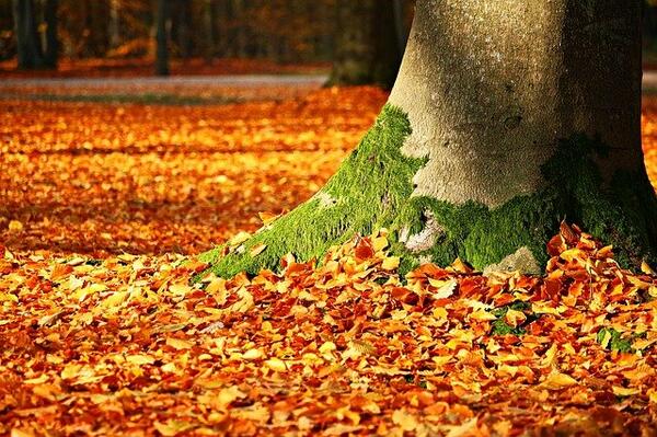 Herbstlaub am Fuß eines Baumes