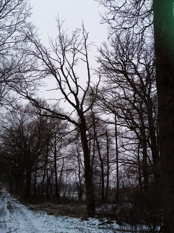 Bild vergr&ouml;&szlig;ern: Eichen mit schwarzen �sten, die in den grauen Winterhimmel ragen symbolisieren das akute Eichensterben