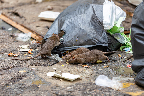 Bild vergr&ouml;&szlig;ern: Ein schwarzer M�llsack liegt auf dem Boden, darum verteilt M�ll. 3 Ratten haben L�cher in den Sack gerissen und suchen nach Nahrung.