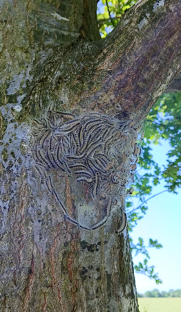 Bildausschnitt: Baum mit Eichenprozessionsspinner-Nest