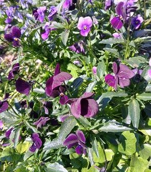 Lila bl&uuml;hende Blumen