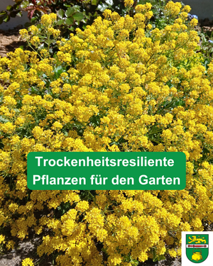 Trockenheitsresiliente Pflanzen f&uuml;r den Garten
