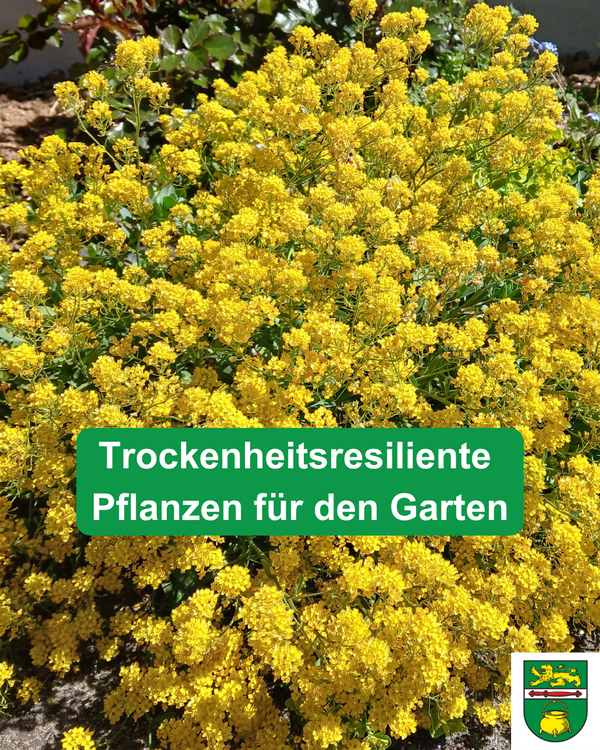 Bild vergr&ouml;&szlig;ern: Trockenheitsresiliente Pflanzen f�r den Garten