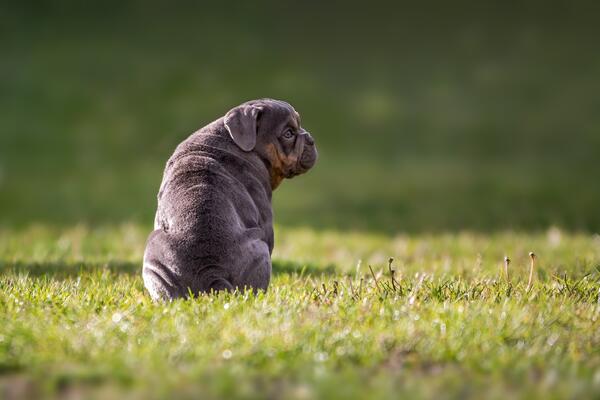Bild einer kleinen Bulldogge die auf dem Rasen sitzt